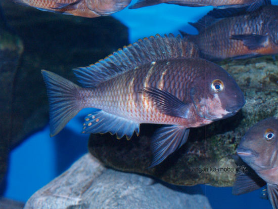 TROPHEUS RED BELLY