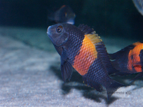 Tropheus sp. "black" Bemba