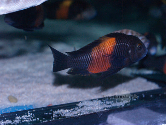 Tropheus sp. "black" Bemba