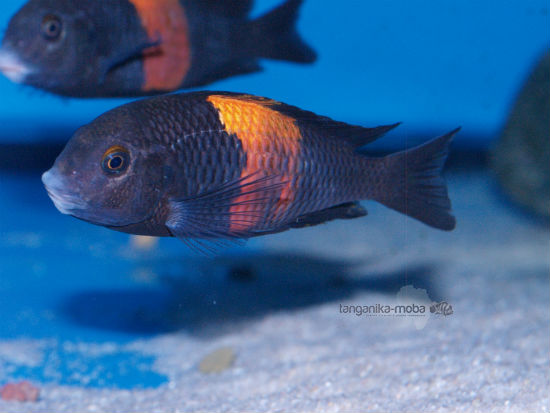 Tropheus sp. "black" Bemba