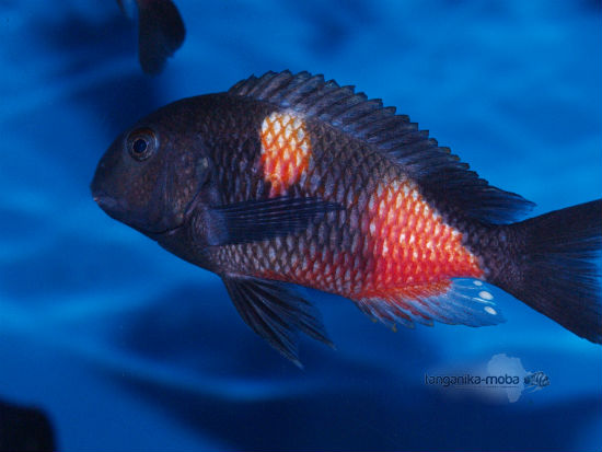 Tropheus sp. Black Bulu Point WF