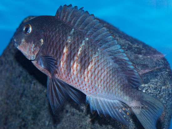 Tropheus red  belly