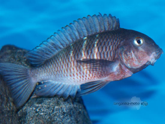 Tropheus red  belly