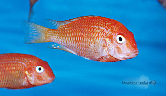Tropheus Caramba red bishop, dvojica rýb