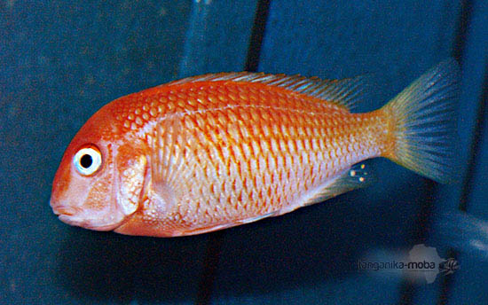 Tropheus Caramba red bishop