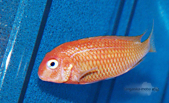 Tropheus Caramba red bishop