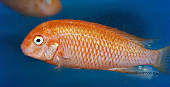 Tropheus Caramba red bishop