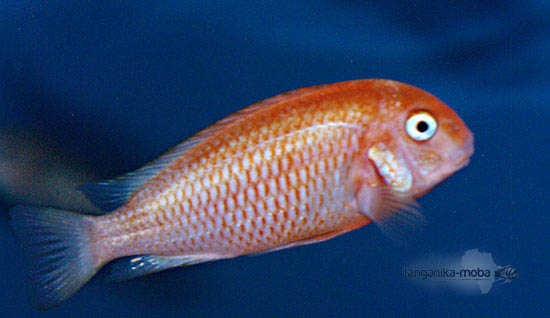 Tropheus Caramba red bishop