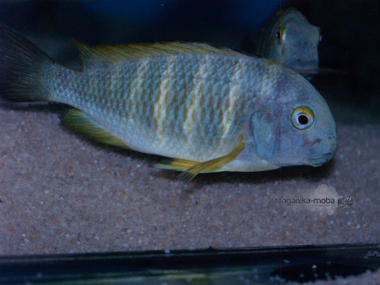 TROPHEUS BRICHARDI KALEMIE