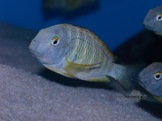 TROPHEUS BRICHARDI KALEMIE