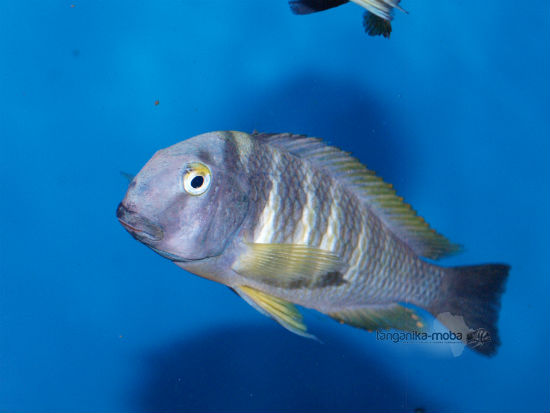 TROPHEUS BRICHARDI KALEMIE