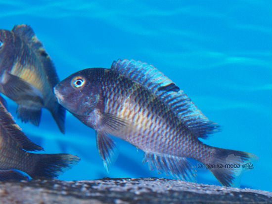 Tropheus golden kalambo