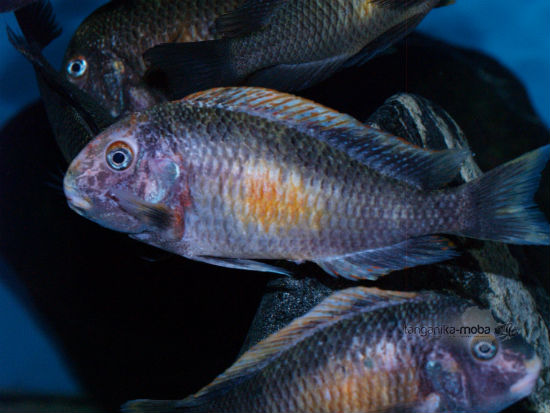 tropheus golden kalambo