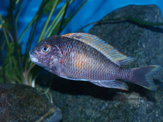 tropheus golden kalambo