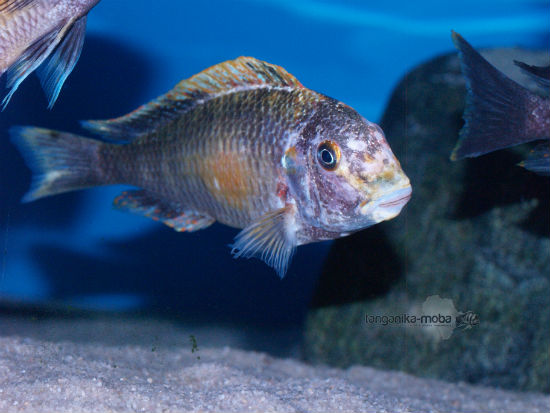 Tropheus golden Kalambo