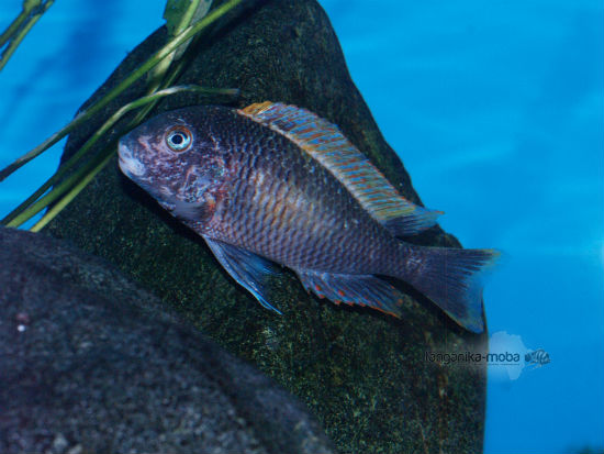 Tropheus golden Kalambo