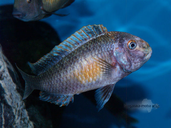 tropheus golden kalambo