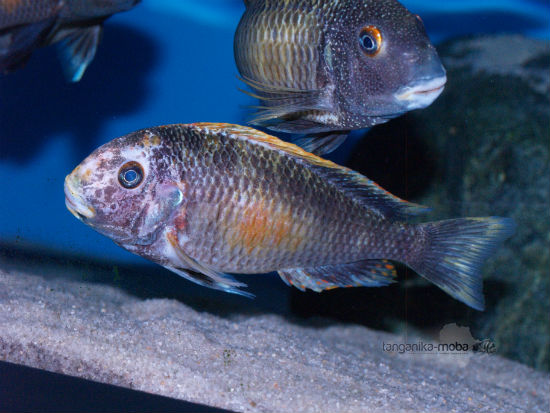 Tropheus golden Kalambo