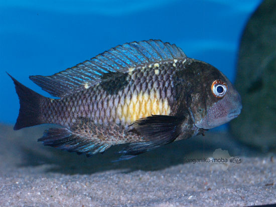 Tropheus Kalambo OB