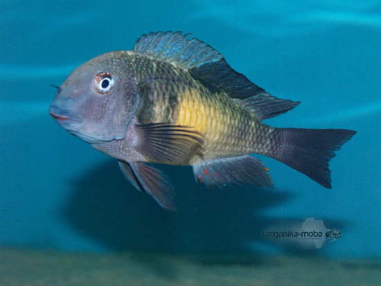 Tropheus Kalambo OB