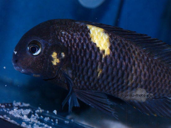 Tropheus Sp. Black "lueba" 