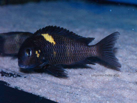 Tropheus Sp. Black "lueba" 