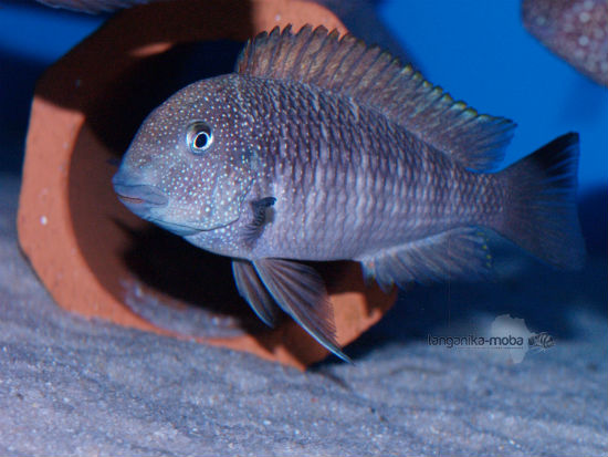 Tropheus moorii "Murago Tanzania"