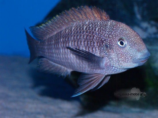 Tropheus moorii "Murago Tanzania"