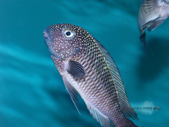 TROPHEUS MURAGO