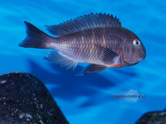 Tropheus red belly