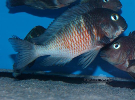  Tropheus red  belly 