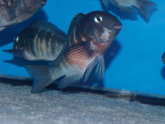  Tropheus red  belly 