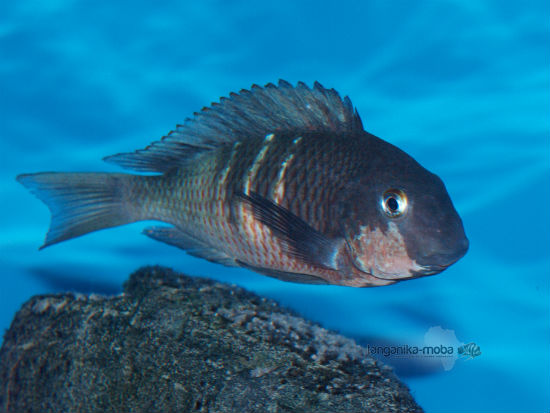  Tropheus red  belly 