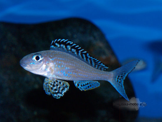 Xenotilapia papilio Tembwe