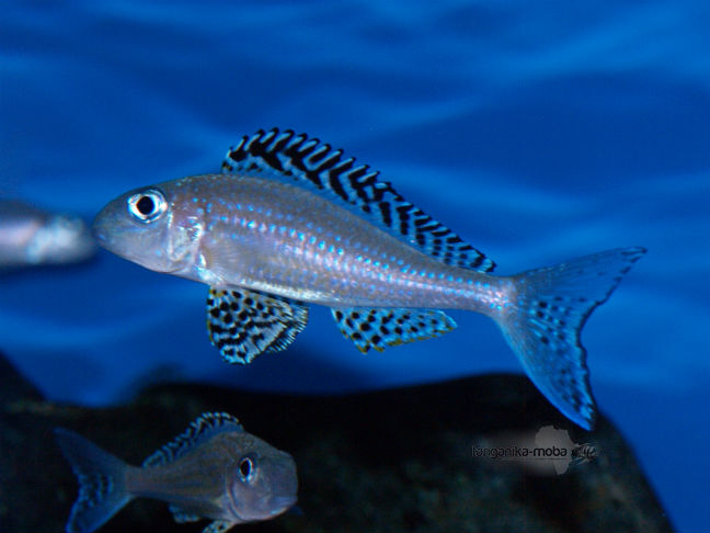 Xenotilapia papilio Tembwe