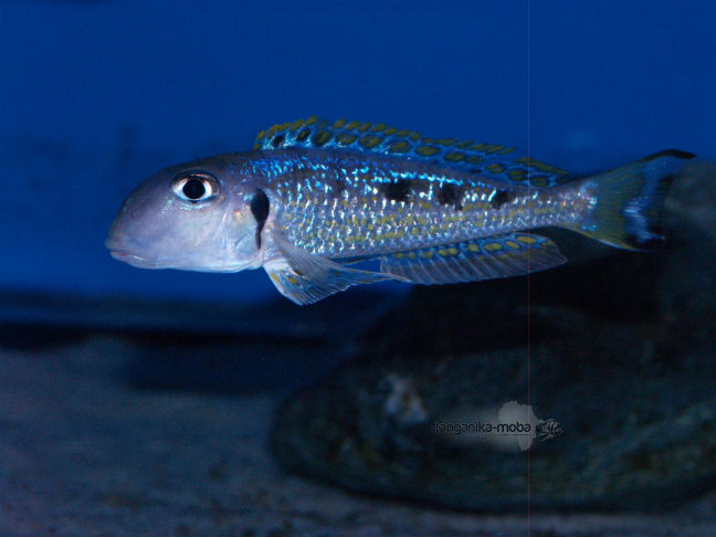 xenotilapia ochrogenys ndole