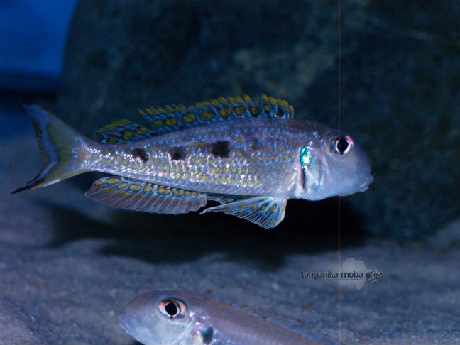 xenotilapia ochrogenys ndole