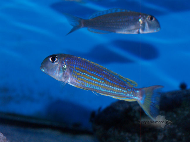 Xenotilapia ochrogenys Kavala