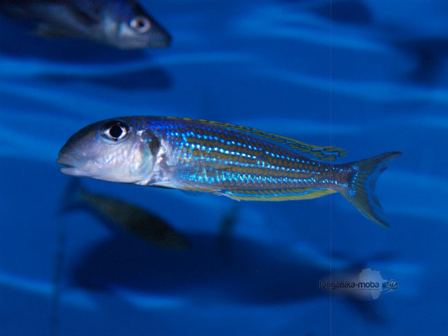 Xenotilapia ochrogenys Kavala