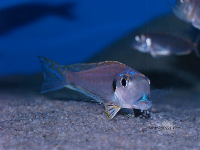 Xenotilapia Bathyphilus Burundi