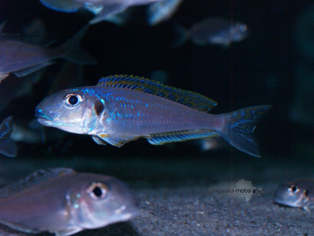 Xenotilapia Bathyphilus Burundi