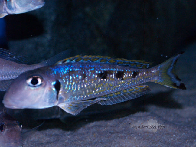 Xenotilapia ochrogenys Ndole