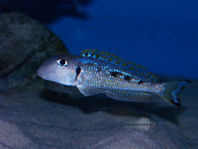 xenotilapia ochrogenys ndole