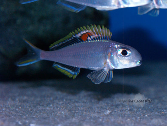 Xenotilapia nigrolabiata red princess