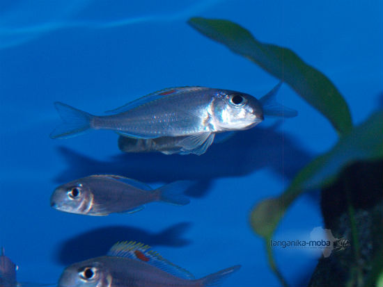 Xenotilapia nigrolabiata red princess