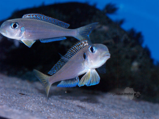 Xenotilapia flavipinnis RED ROYAL KEKESE