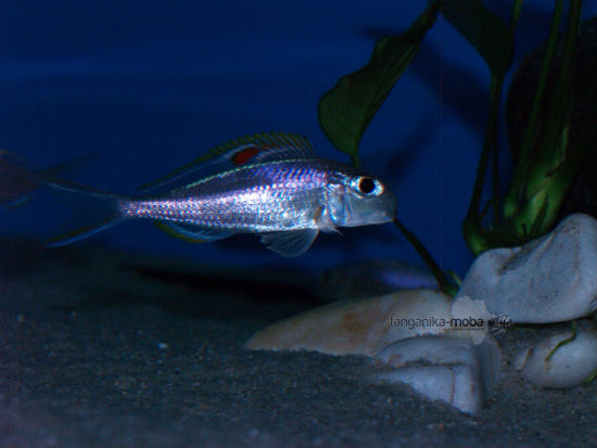 Xenotilapia nigrolabiata red princess