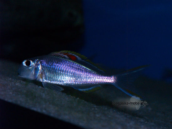 Xenotilapia nigrolabiata red princess