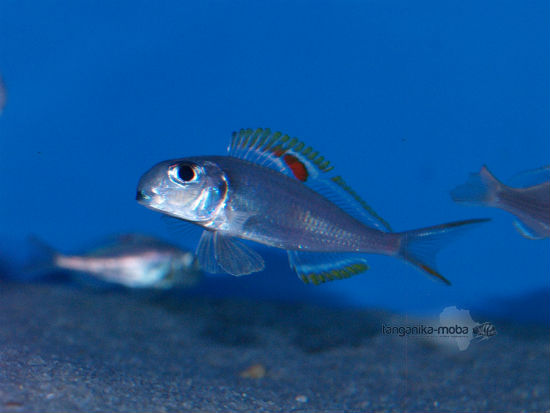 Xenotilapia nigrolabiata red princess