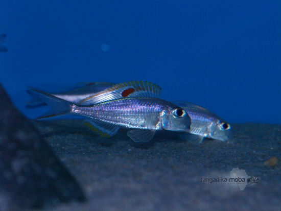 Xenotilapia nigrolabiata red princess